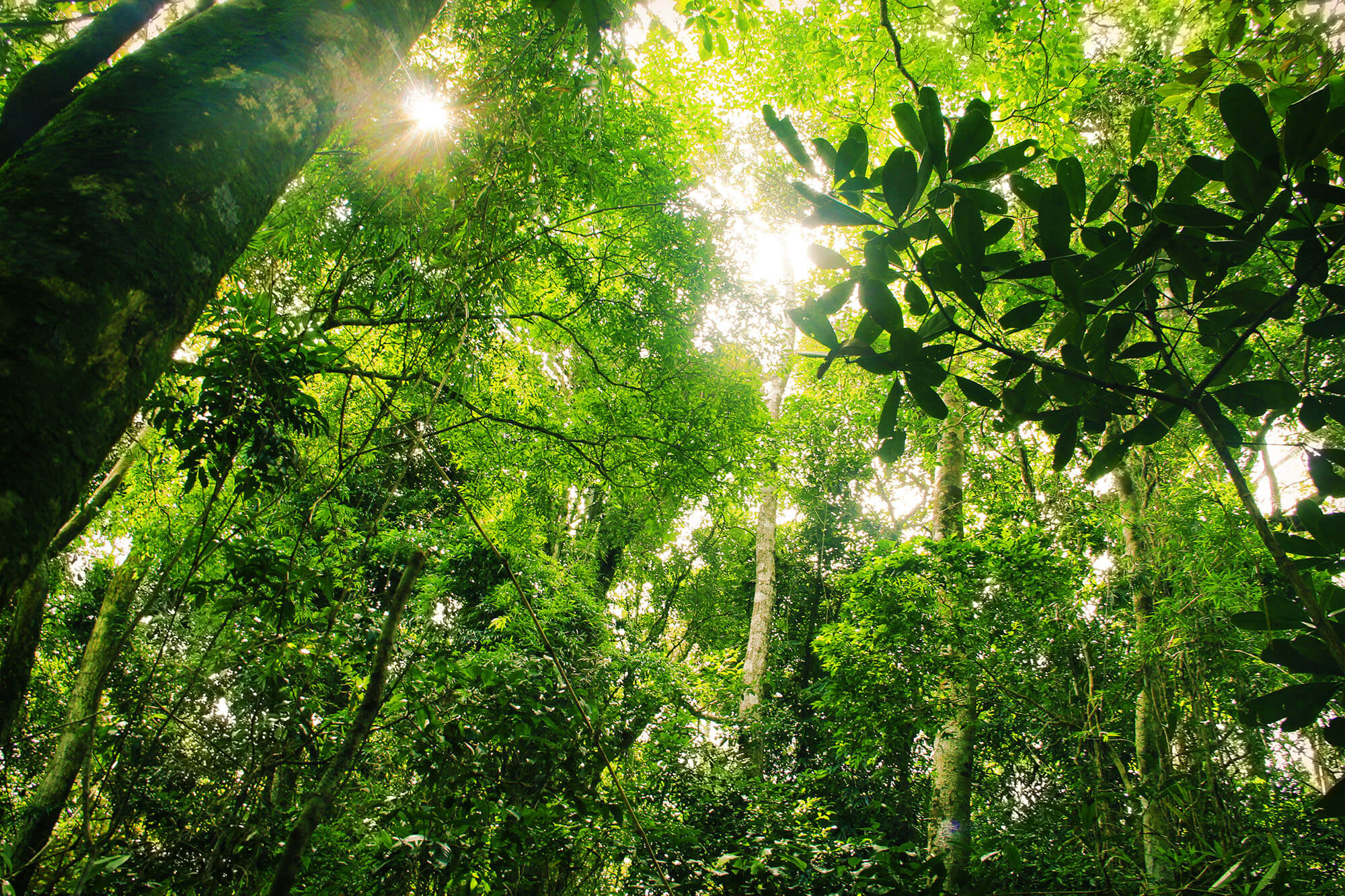 Seeing the forest through the trees: How to keep the spotlight on land use change emissions
