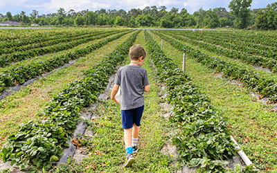 Mitigating climate change through regenerative agriculture