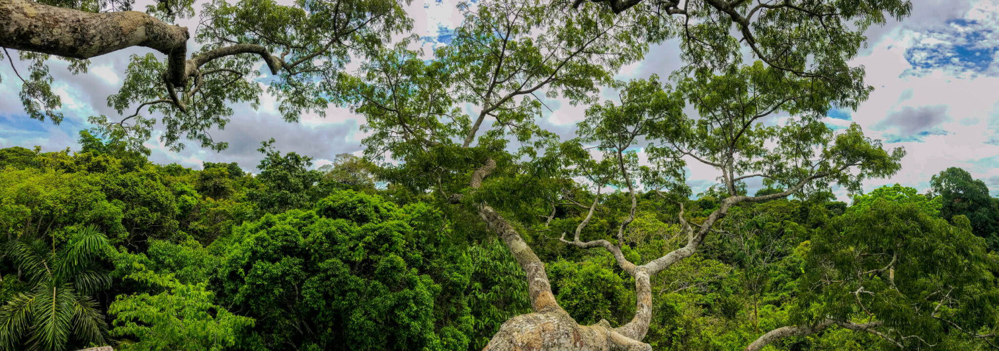 Tree - Amazons