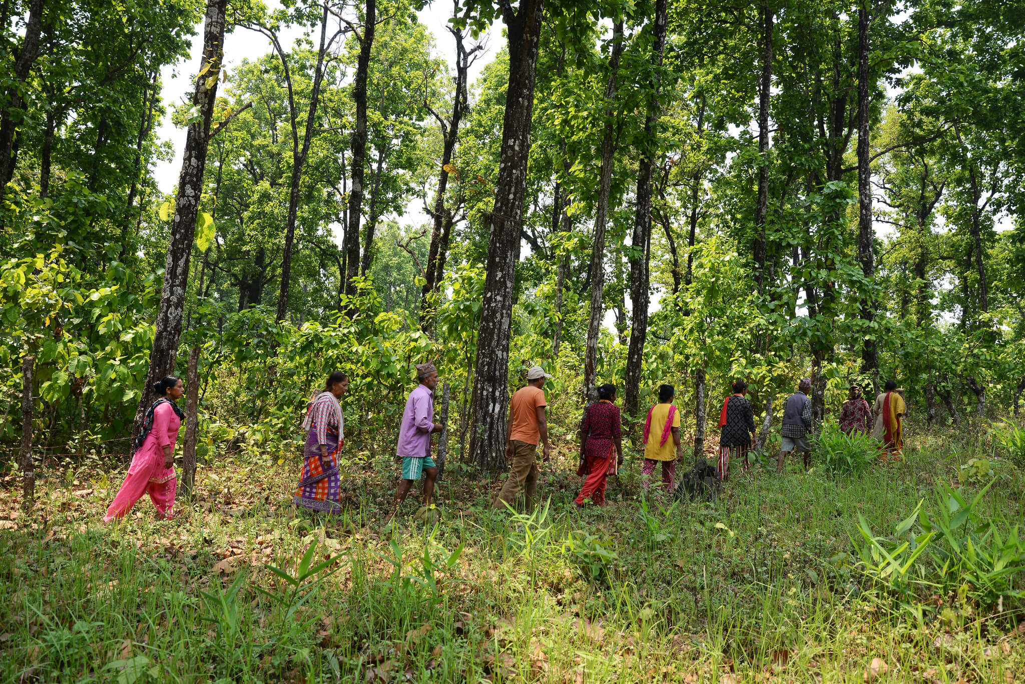 A group of men and women head toward Pashupati Community Forest, located in Manahari-3, Hetauda, Nepal, to clear weeds that grew in a field of medicinal plants. (Tenure Facility)