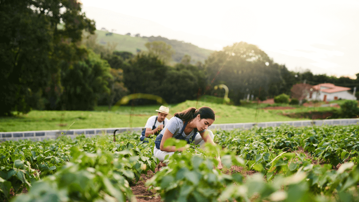 Food & Agriculture