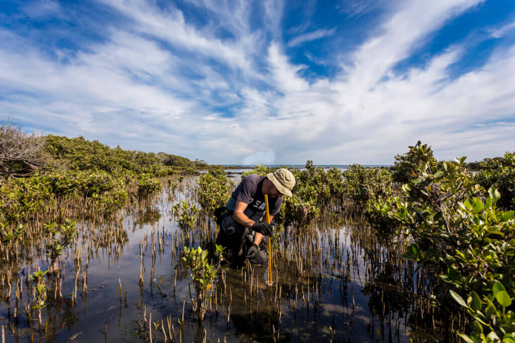Scientist collecting a sediment core to asses scarbon sequestration rates in the sediment of mangroves.