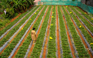 Shaping food security narratives: A strategic tool for climate action