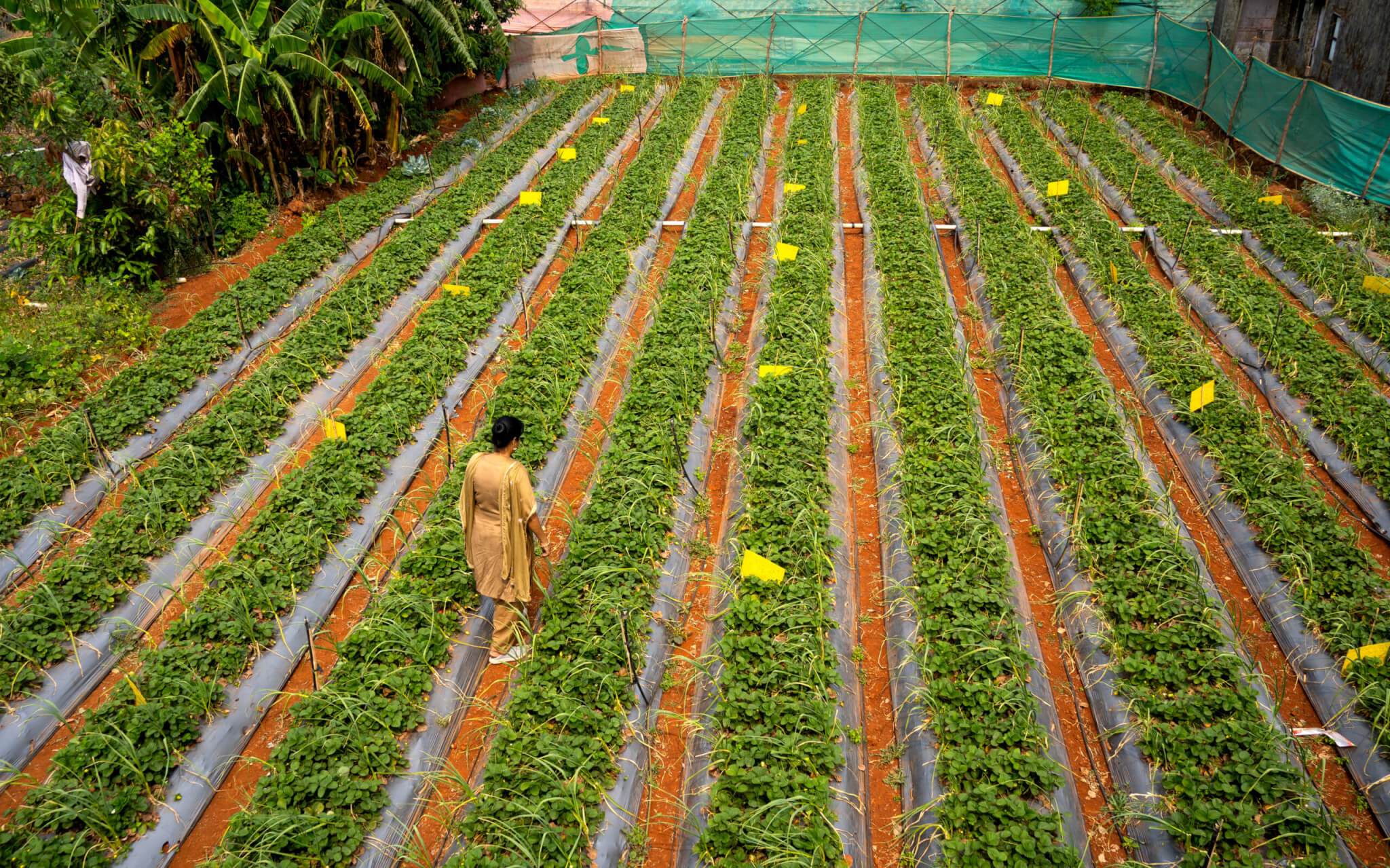 Shaping food security narratives: A strategic tool for climate action