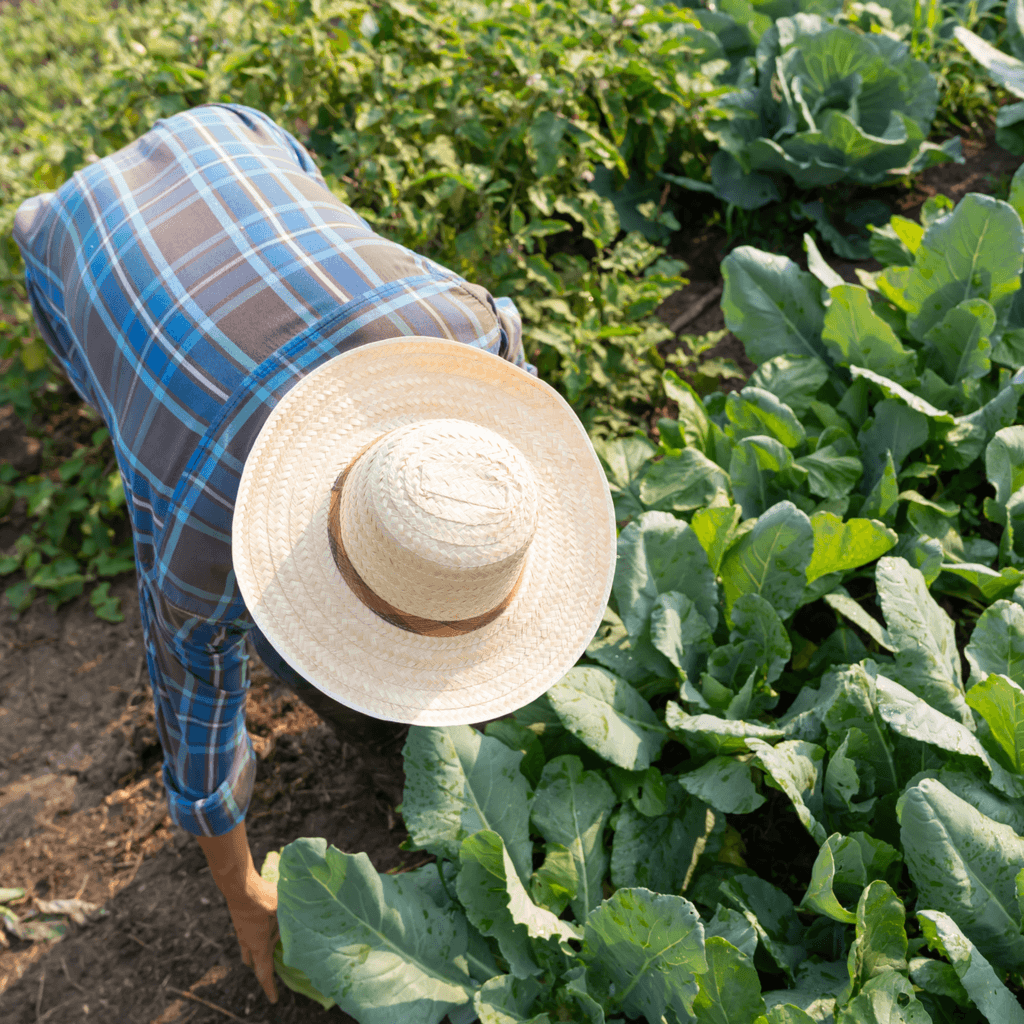 Farmer with fresh vegetables