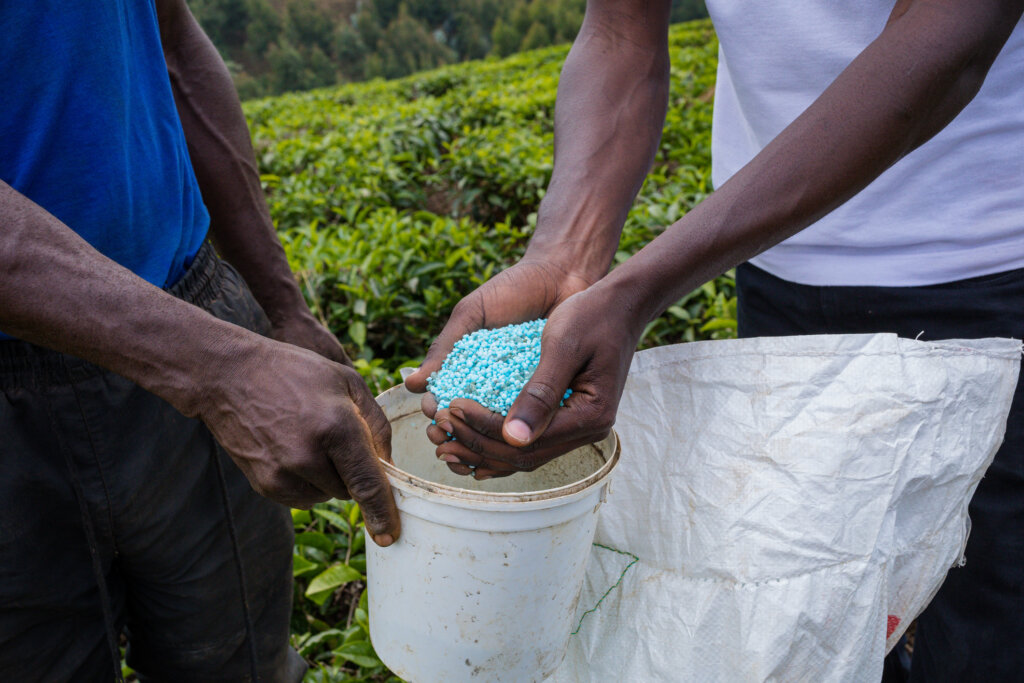 Kiambu County Kenya central province Limuru tea leaves farm farming landscapes panoramic scenic views dramatic clouds plants vegetation green lands fields meadows