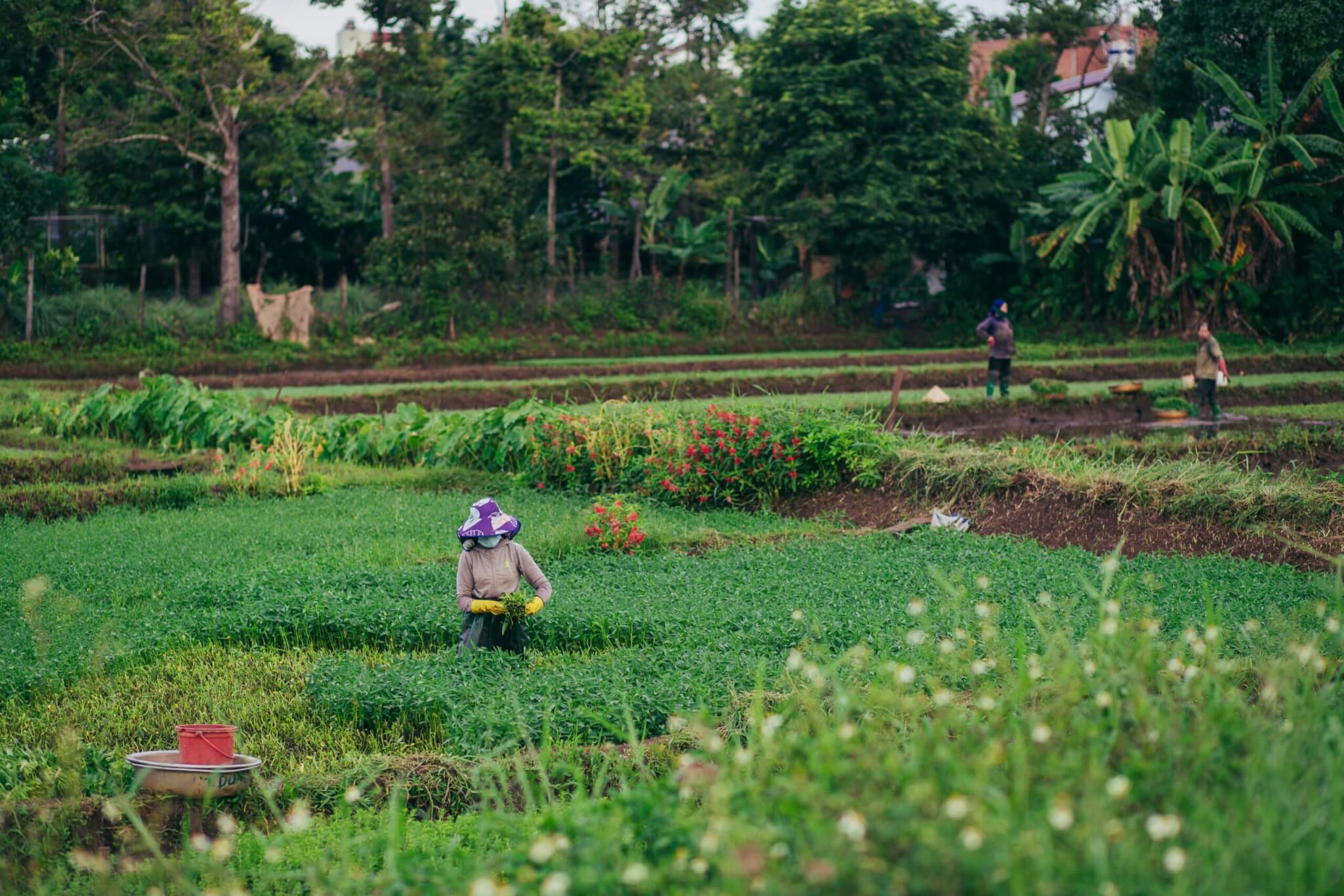 From fertilizer shock to food security: a critical moment for climate philanthropy From fertilizer shock to food security: a critical moment for climate philanthropy